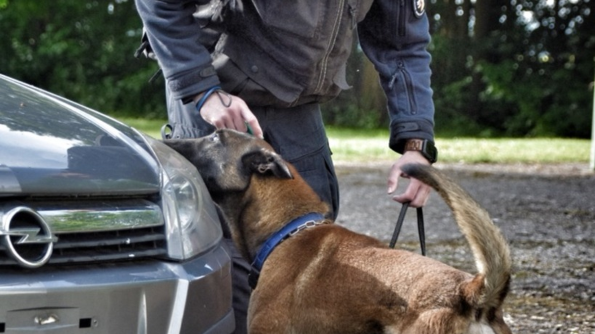 POL-OS: Banknotenspürhunde erschnüffeln über 110.000 Euro bei mehreren Durchsuchungen - Foto: presseportal.de