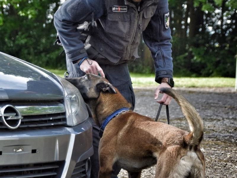 POL-OS: Banknotenspürhunde erschnüffeln über 110.000 Euro bei mehreren Durchsuchungen - Foto: presseportal.de