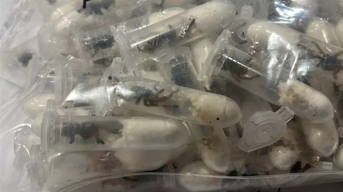 HZA-K: Kölner Zoll findet rund 1.500 Vogelspinnen versteckt in Keksverpackungen / Schmuggelpaket aus Vietnam war auf dem Weg ins Sauerland - Bild: presseportal.de