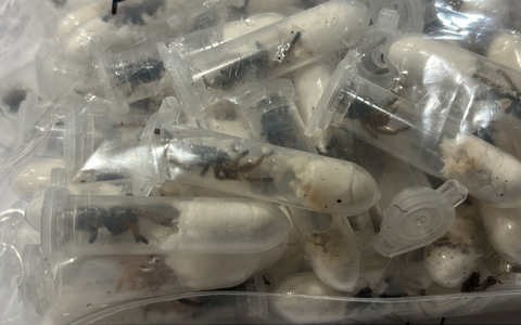 HZA-K: Kölner Zoll findet rund 1.500 Vogelspinnen versteckt in Keksverpackungen / Schmuggelpaket aus Vietnam war auf dem Weg ins Sauerland - Foto: presseportal.de