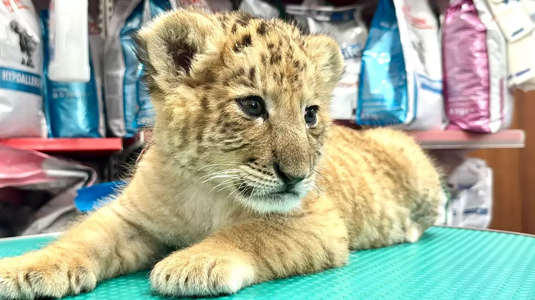 Ein Tierarzt hält das Liger-Baby aus demZoo von Zaharesti, nahe der Stadt Suceava, im Nordosten Rumäniens. Es wurde Mitte Mai geboren. - Bild: Cosmin Romega/dpa