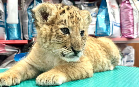 Ein Tierarzt hält das Liger-Baby aus demZoo von Zaharesti, nahe der Stadt Suceava, im Nordosten Rumäniens. Es wurde Mitte Mai geboren. - Foto: Cosmin Romega/dpa