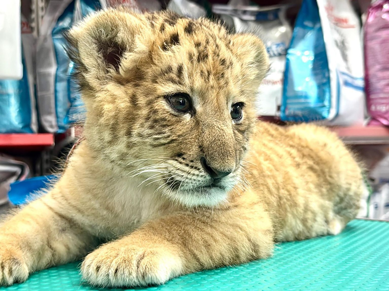 Ein Tierarzt hält das Liger-Baby aus demZoo von Zaharesti, nahe der Stadt Suceava, im Nordosten Rumäniens. Es wurde Mitte Mai geboren. - Foto: Cosmin Romega/dpa