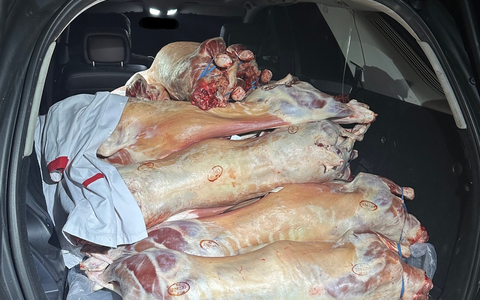 HZA-LÖ: Das Schweigen der Lämmer - Zoll entdeckt unzulässigen Fleischtransport - Foto: presseportal.de