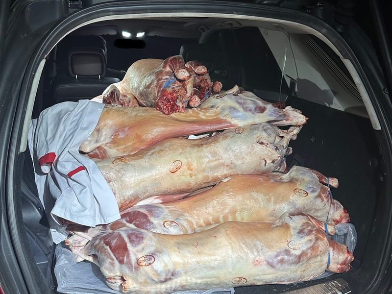 HZA-LÖ: Das Schweigen der Lämmer - Zoll entdeckt unzulässigen Fleischtransport - Foto: presseportal.de