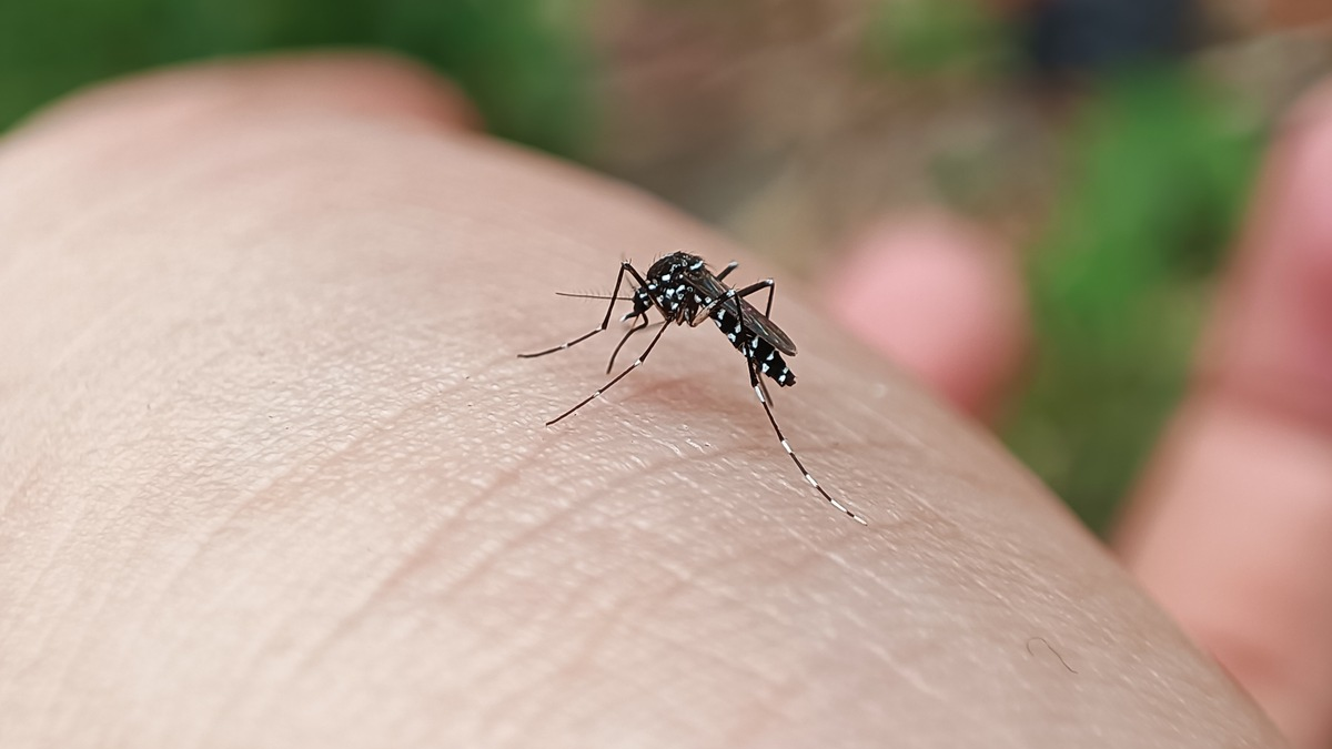 Gestreifte Gefahr: Tigermücke im Anflug - Foto: presseportal.de