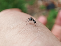 Gestreifte Gefahr: Tigermücke im Anflug - Foto: presseportal.de