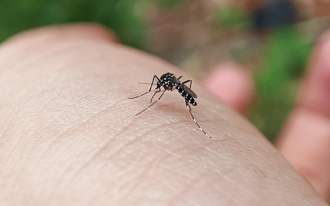 Gestreifte Gefahr: Tigermücke im Anflug - Foto: presseportal.de