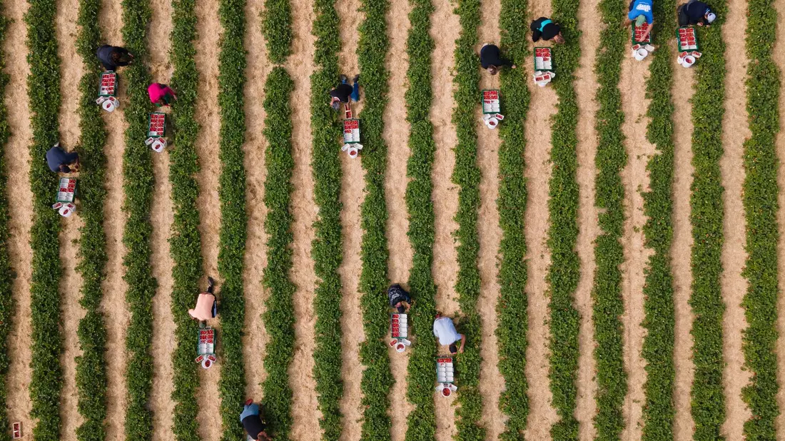 Erntehelfer pflücken auf einem Feld Erdbeeren. - Bild: Sebastian Kahnert/dpa