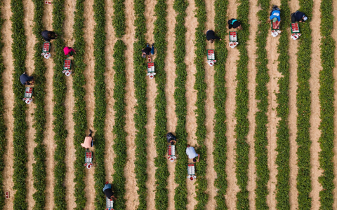 Erntehelfer pflücken auf einem Feld Erdbeeren. - Foto: Sebastian Kahnert/dpa