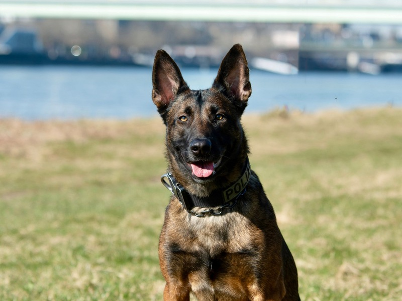 POL-K: 250715-3-LEV Raub in Leverkusen-Hitdorf - Diensthund Ciri findet entwendeten E-Scooter, Messer und Reizstoffsprühgerät - Foto: presseportal.de