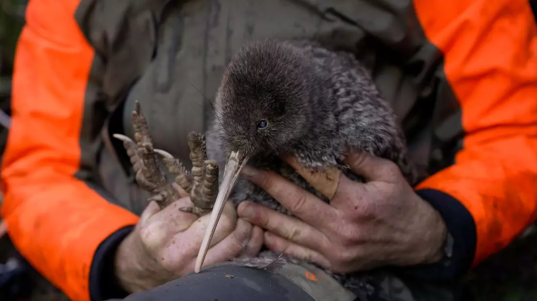 Kiwis sind flugunfähige Laufvögel und das Nationalsymbol Neuseelands. - Bild: Lucy Holyoake/Department of Conservation/dpa