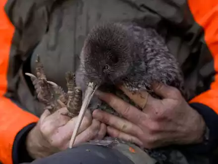 Kiwis sind flugunfähige Laufvögel und das Nationalsymbol Neuseelands. - Foto: Lucy Holyoake/Department of Conservation/dpa