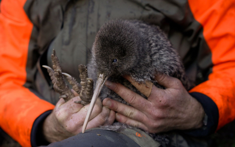 Kiwis sind flugunfähige Laufvögel und das Nationalsymbol Neuseelands. - Foto: Lucy Holyoake/Department of Conservation/dpa Kiwis sind flugunfähige Laufvögel und das Nationalsymbol Neuseelands. - Foto: Lucy Holyoake/Department of Conservation/dpa