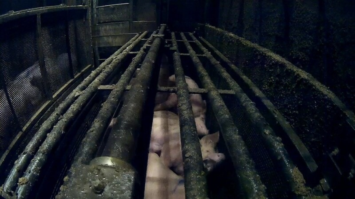 Zwiegespaltenes Urteil im CO2-Schlachthof-Prozess - Foto: presseportal.de