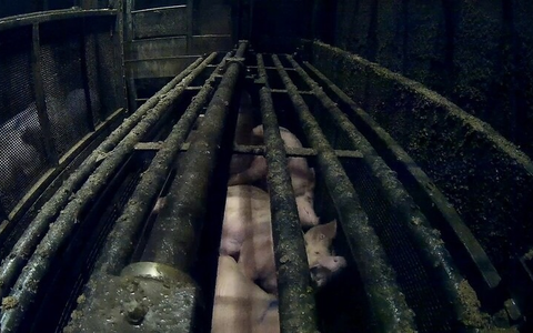 Zwiegespaltenes Urteil im CO2-Schlachthof-Prozess - Foto: presseportal.de