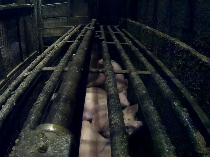 Zwiegespaltenes Urteil im CO2-Schlachthof-Prozess - Foto: presseportal.de