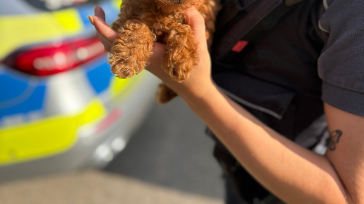 HZA-HN: Hundewelpen illegal ins Land gebracht - Foto: presseportal.de