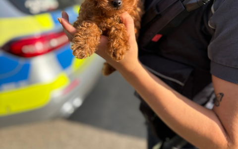 HZA-HN: Hundewelpen illegal ins Land gebracht - Foto: presseportal.de