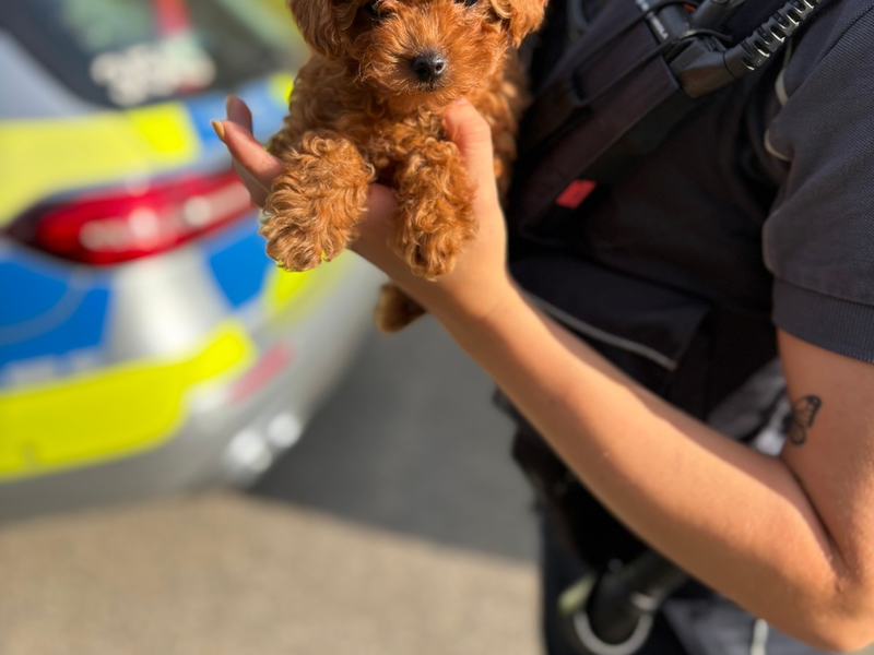 HZA-HN: Hundewelpen illegal ins Land gebracht - Foto: presseportal.de