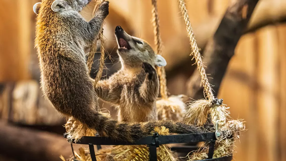 Drei kleine Bären mit weißer Schnauze sind jetzt für Zoobesucher zu sehen (Handout-Foto) - Bild: --/Archiv Opel-Zoo/dpa