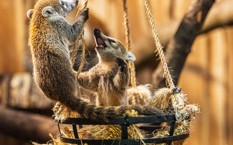 Drei kleine Bären mit weißer Schnauze sind jetzt für Zoobesucher zu sehen (Handout-Foto) - Foto: --/Archiv Opel-Zoo/dpa