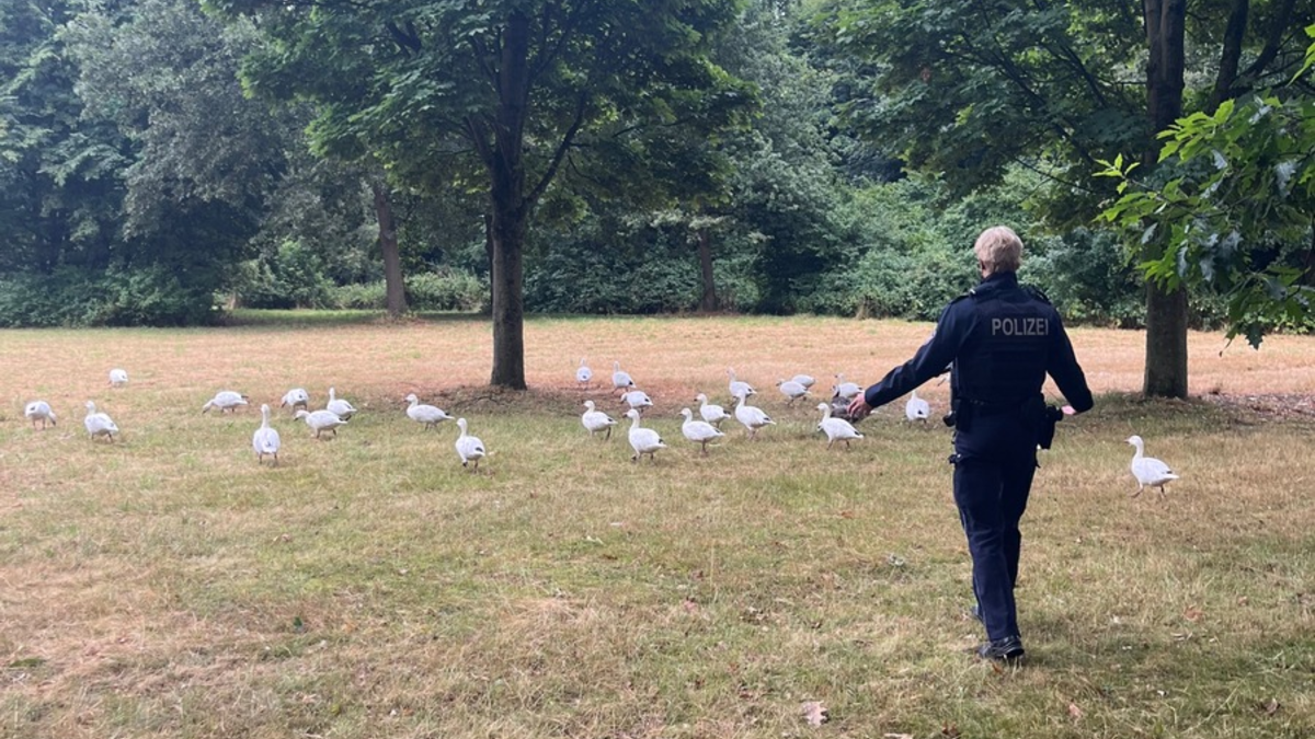 POL-NE: 30-40 Gänse regeln den Verkehr in Neuss - Foto: presseportal.de