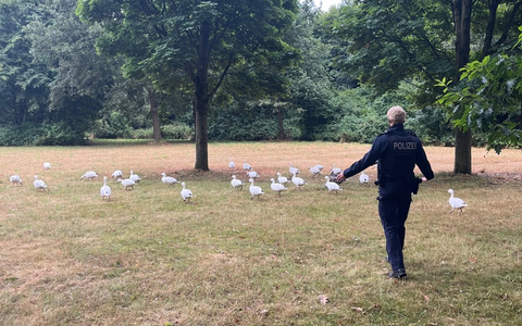 POL-NE: 30-40 Gänse regeln den Verkehr in Neuss - Foto: presseportal.de