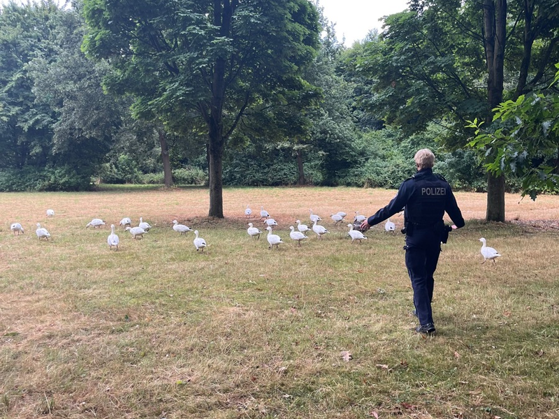 POL-NE: 30-40 Gänse regeln den Verkehr in Neuss - Foto: presseportal.de