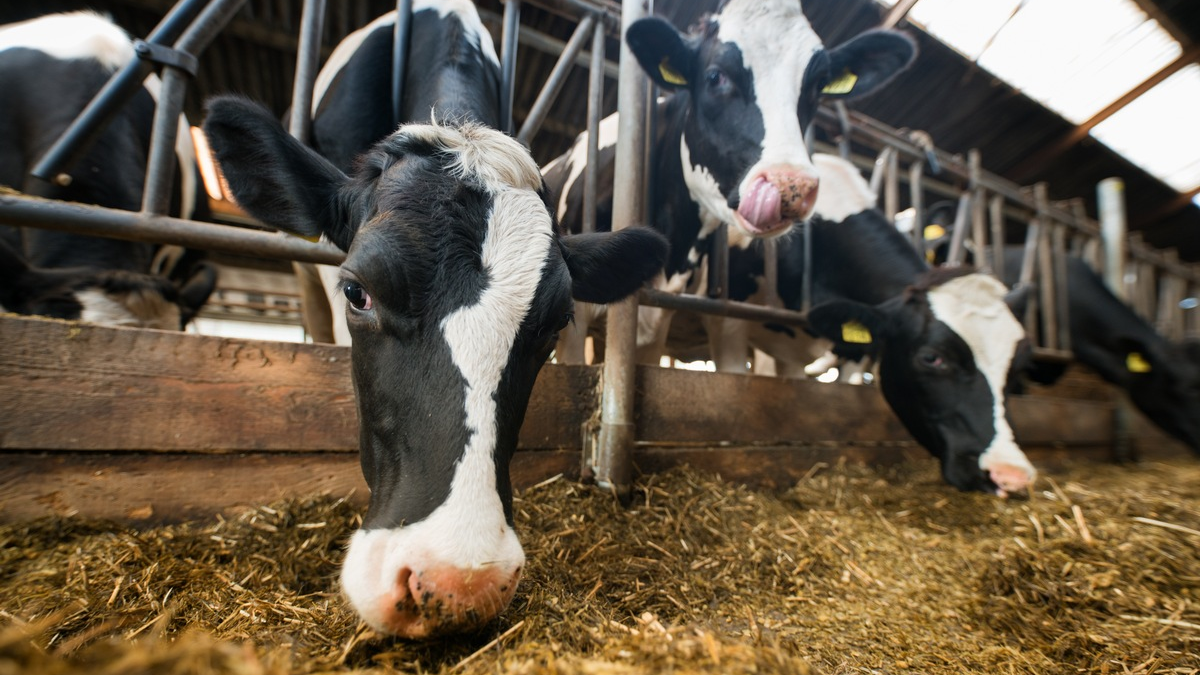 Lidl gibt Tierwohlversprechen für weitere Produkte / Der Lebensmitteleinzelhändler stellt Quark, frische Schlagsahne, Schmand und weitere Molkereiprodukte komplett auf höhere Haltungsformen um - Foto: presseportal.de