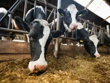 Lidl gibt Tierwohlversprechen für weitere Produkte / Der Lebensmitteleinzelhändler stellt Quark, frische Schlagsahne, Schmand und weitere Molkereiprodukte komplett auf höhere Haltungsformen um - Foto: presseportal.de