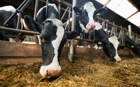 Lidl gibt Tierwohlversprechen für weitere Produkte / Der Lebensmitteleinzelhändler stellt Quark, frische Schlagsahne, Schmand und weitere Molkereiprodukte komplett auf höhere Haltungsformen um - Foto: presseportal.de