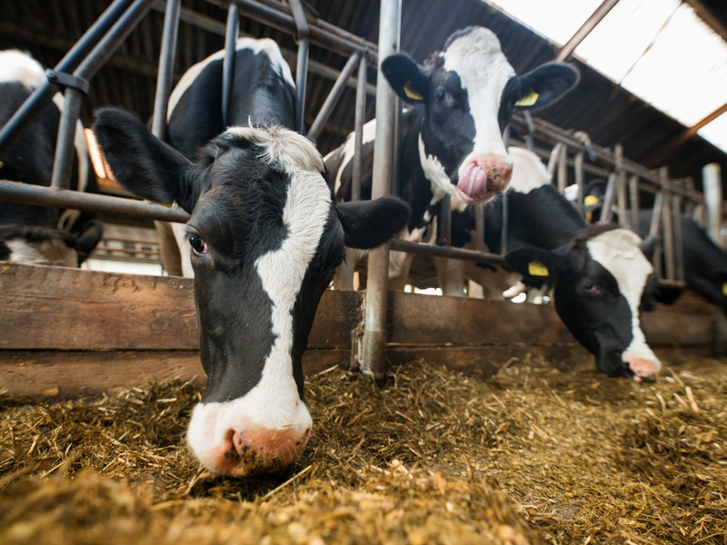 Lidl gibt Tierwohlversprechen für weitere Produkte / Der Lebensmitteleinzelhändler stellt Quark, frische Schlagsahne, Schmand und weitere Molkereiprodukte komplett auf höhere Haltungsformen um - Foto: presseportal.de