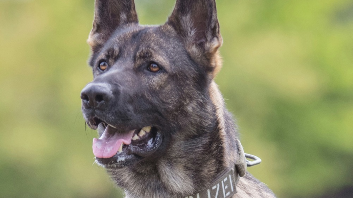 POL-KS: Bei Erblicken mehrerer Streifenwagen gewendet und Unfall verursacht: Diensthund Maverick stellt flüchtenden 24-Jährigen - Foto: presseportal.de