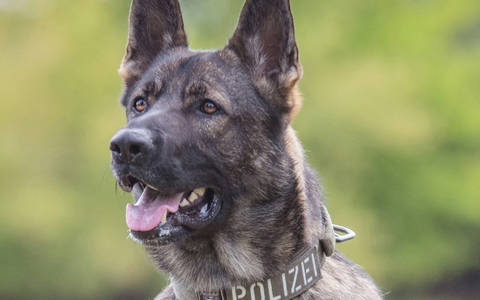 POL-KS: Bei Erblicken mehrerer Streifenwagen gewendet und Unfall verursacht: Diensthund Maverick stellt flĂŒchtenden 24-JĂ€hrigen - Foto: presseportal.de POL-KS: Bei Erblicken mehrerer Streifenwagen gewendet und Unfall verursacht: Diensthund Maverick stellt flĂŒchtenden 24-JĂ€hrigen - Foto: presseportal.de