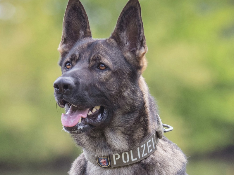 POL-KS: Bei Erblicken mehrerer Streifenwagen gewendet und Unfall verursacht: Diensthund Maverick stellt flüchtenden 24-Jährigen - Foto: presseportal.de