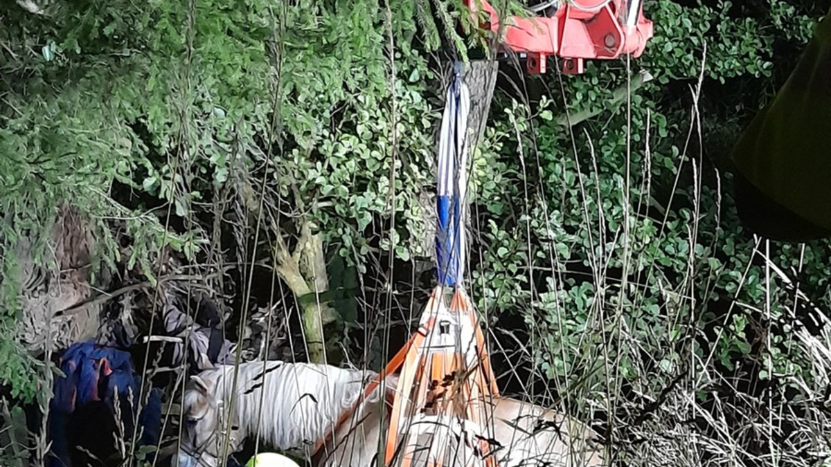 FW Lage: Pferd aus Bachlauf gerettet - aufwändiger Tierrettungseinsatz in Oetternbach - Foto: presseportal.de