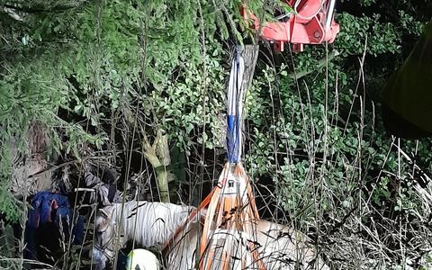 FW Lage: Pferd aus Bachlauf gerettet - aufwändiger Tierrettungseinsatz in Oetternbach - Foto: presseportal.de