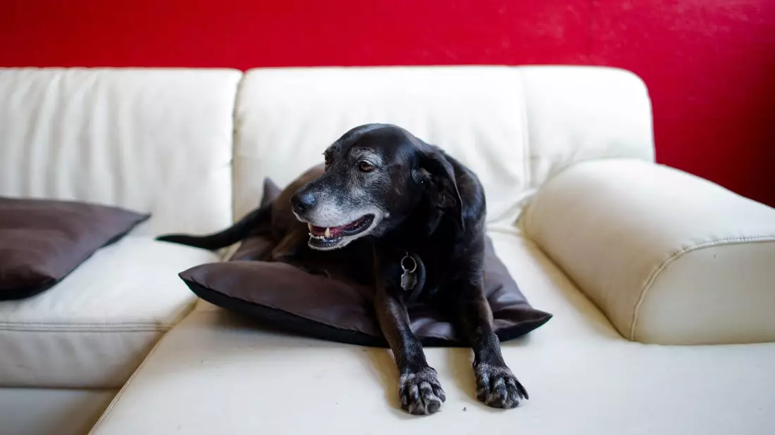 Hunde erleben das im Fernsehen Gezeigte aktiv mit. (Symbolfoto) - Bild: picture alliance / dpa