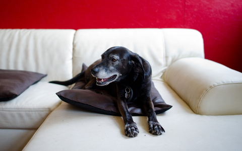 Hunde erleben das im Fernsehen Gezeigte aktiv mit. (Symbolfoto) - Foto: picture alliance / dpa