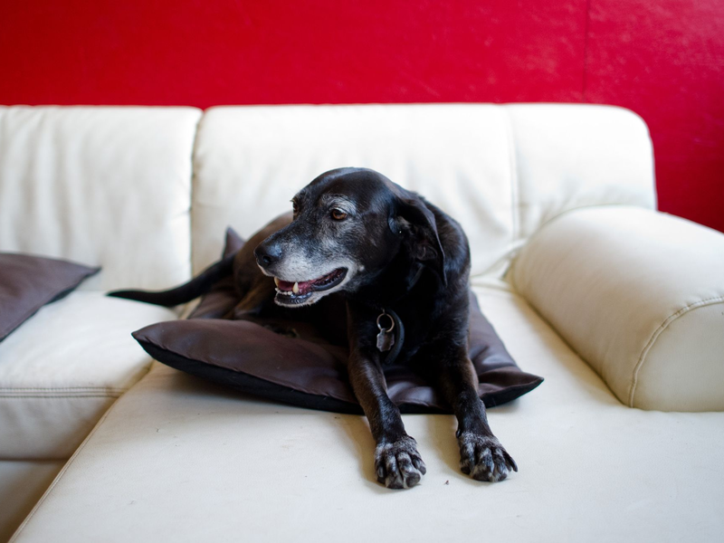 Hunde erleben das im Fernsehen Gezeigte aktiv mit. (Symbolfoto) - Foto: picture alliance / dpa