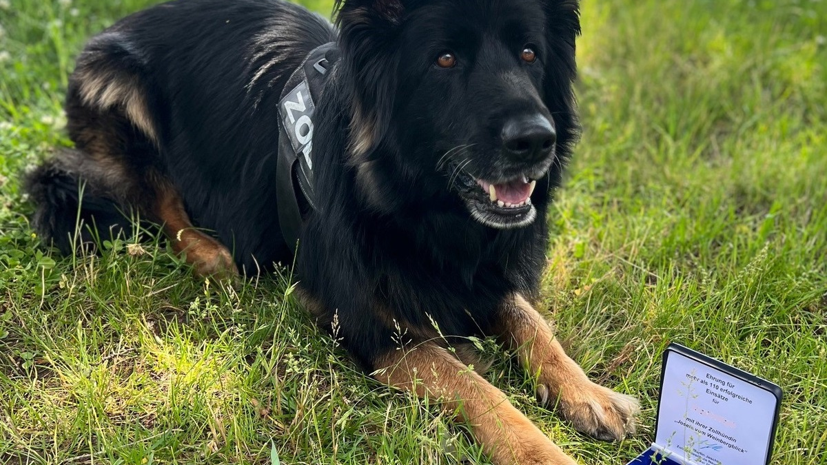 HZA-M: Zollhündin Josefa für mehr als 100 erfolgreiche Einsätze ausgezeichnet - Foto: presseportal.de