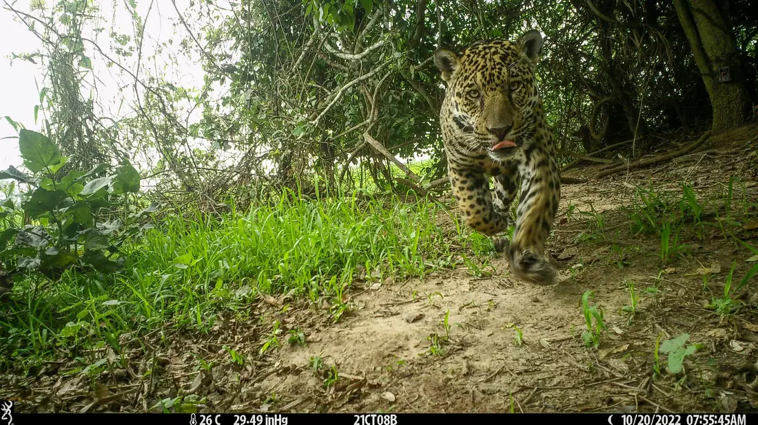 Es wurden wieder Jungtiere geboren und es kamen viele Jaguare aus anderen Regionen hinzu.  - Bild: ---/Global Change Biology/dpa
