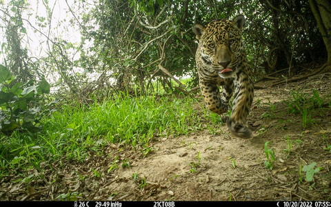 Es wurden wieder Jungtiere geboren und es kamen viele Jaguare aus anderen Regionen hinzu.  - Foto: ---/Global Change Biology/dpa