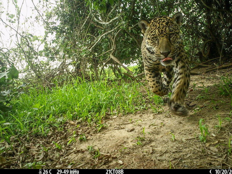 Es wurden wieder Jungtiere geboren und es kamen viele Jaguare aus anderen Regionen hinzu.  - Foto: ---/Global Change Biology/dpa