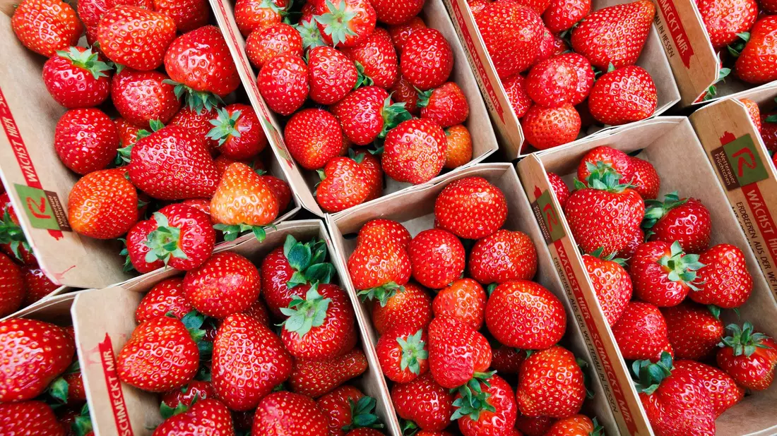 Deutsche Landwirte ernten weniger Erdbeeren. - Bild: Lando Hass/dpa