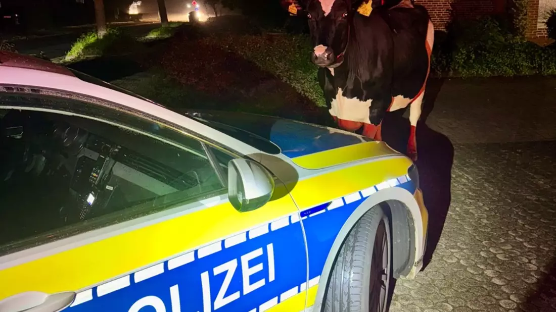 POL-STD: Tierischer Einsatz in der vergangenen Nacht - freilaufende Kuh nach Hause begleitet - Bild: presseportal.de