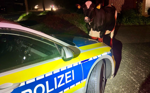 POL-STD: Tierischer Einsatz in der vergangenen Nacht - freilaufende Kuh nach Hause begleitet - Foto: presseportal.de