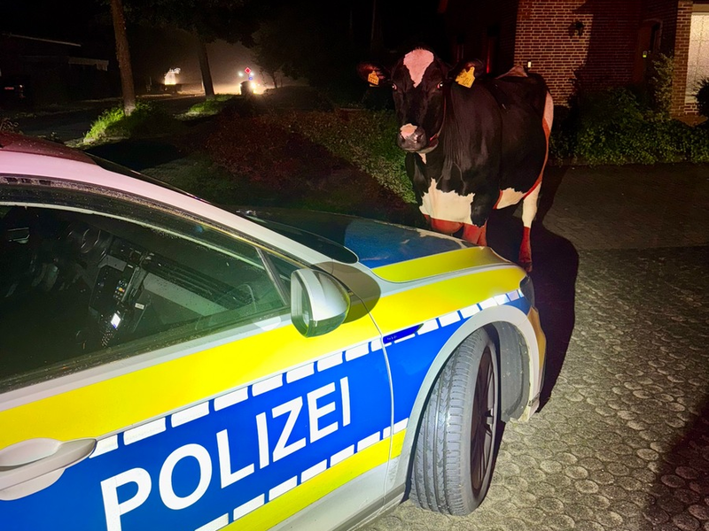 POL-STD: Tierischer Einsatz in der vergangenen Nacht - freilaufende Kuh nach Hause begleitet - Foto: presseportal.de