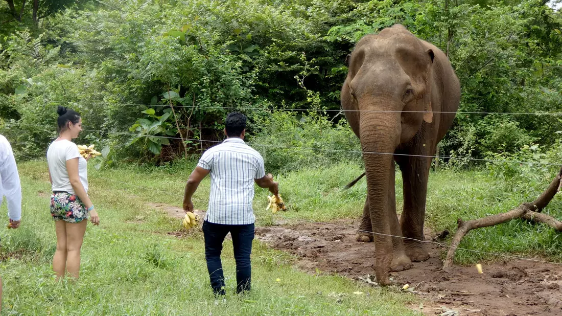 Er weiß, von den Touristen kann er etwas bekommen: Der Elefant Rambo bettelt um Futter im Udawalawe-Nationalpark. (Archivbild) - Bild: -/Udawalawe Elephant Research Project/dpa